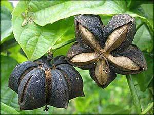 Sacha Inchi Extract Powde