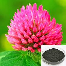 Red Clover Extract Powder