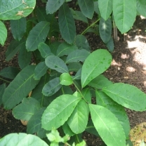 Yerba Mate Extract
