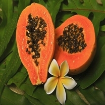 Papaya Extract Powder