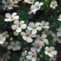 Bacopa Monari Extract