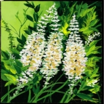 Black Cohosh Extract