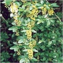 Berberi Aristata Extract