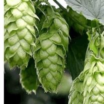 Hops Strobile Extract