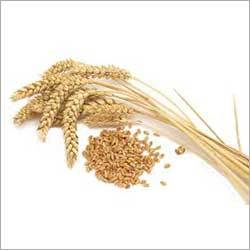 Wheat Seeds