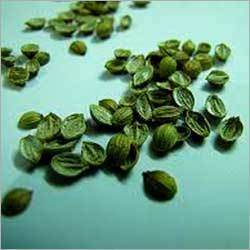 Coriander Splits