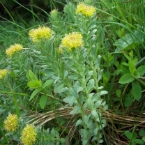 Rhodiola Rosea Extract