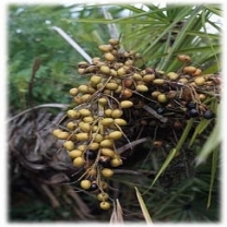Saw Palmetto Extract Purity(%): 99%