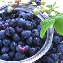Bilberry Extract Purity(%): 99%