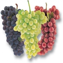Grape Seed Extract