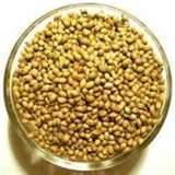 Finished Coriander Seed