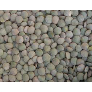 Lentil Bold