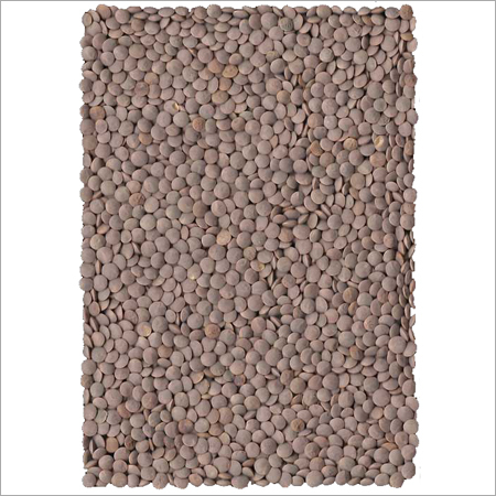 Lentil Pulses