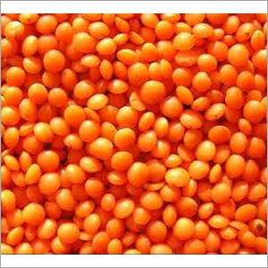 Red Lentil Pulses