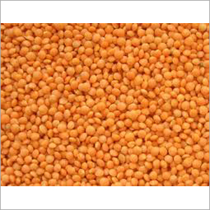 Red Small Lentil