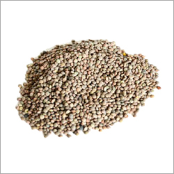 Small Lentils