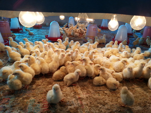 Broilers Chickens
