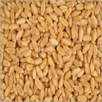 Wheat
