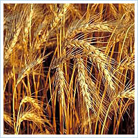 Wheat