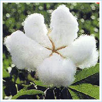 Raw cotton
