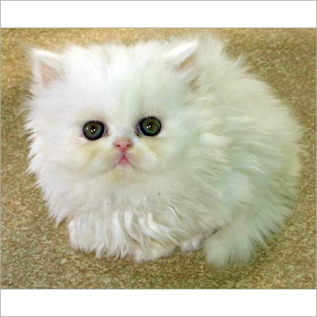 Persian Cat