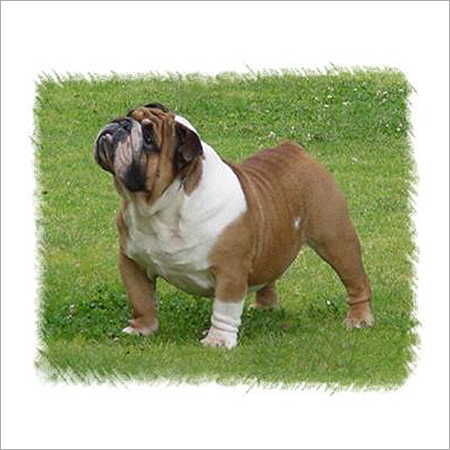 English Bull Dogs