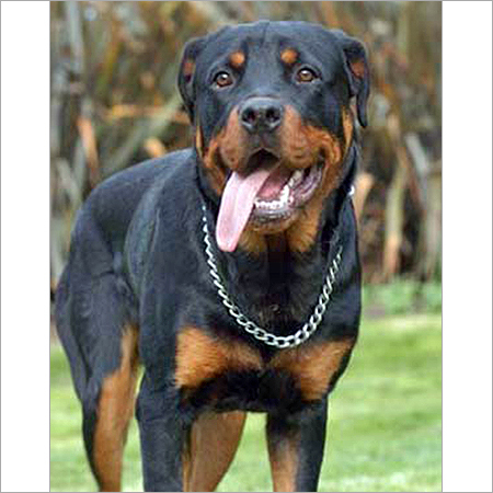 Rottweiler Dog