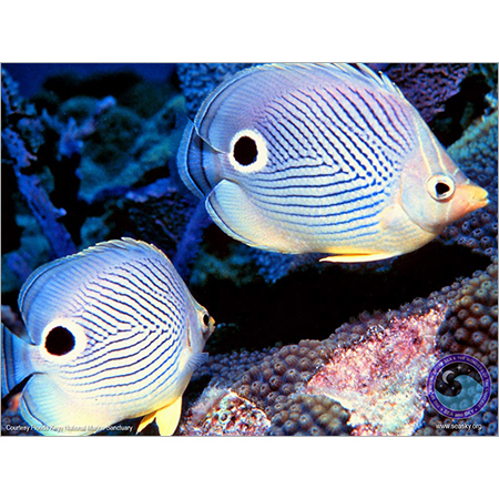 Butterfly Fish