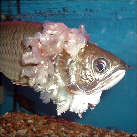 Arowana - 2-3 Feet Brown, Freshwater Carnivorous Fish | Surface Feeder, Excellent Jumper, Furry Fins
