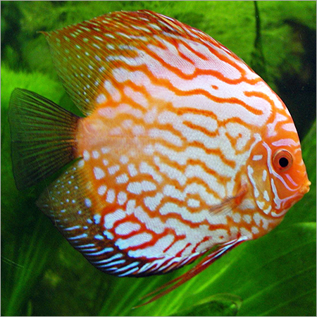 Discus Fish - Compressed Body, Orange Color | Vibrant Colors, Unique Patterns, Hardy, Easy Care, Peaceful Nature