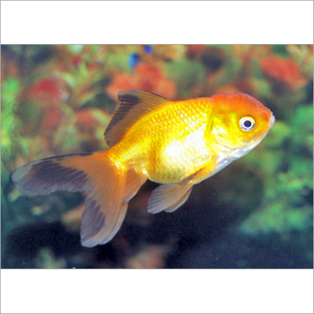 Oranda Gold Fish - Orange Color, Long Quadruple Tail | Vibrant Colors, Unique Raspberry Hood, Hardy, Easy Care, Aquarium Beauty
