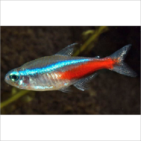 Neon Tetra - 1-2 Inches