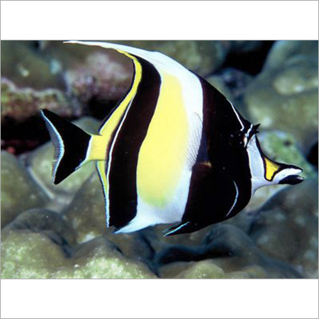 Angel Fish