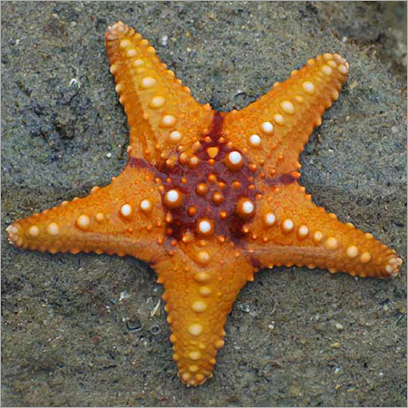 Starfish