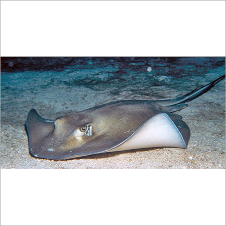 Sting Ray Fish