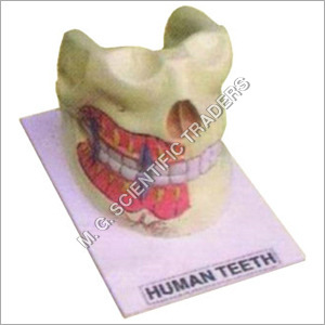 Human Teeth Upper & Lower Jaw