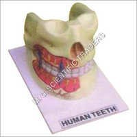 Human Teeth Upper & Lower Jaw