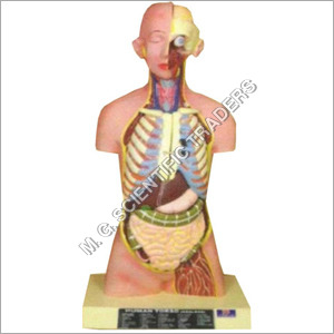 Human Torso Model