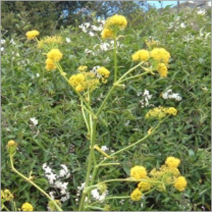 Asafoetida-Extract