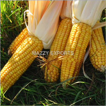 Sweet Corn Maize