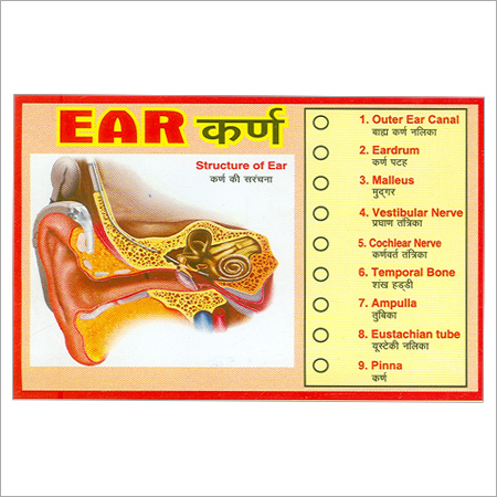 Ear Model