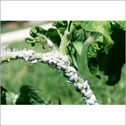 Mealy Bug Pesticide - Spinosad Liquid Concentrate, 1-Gallon Jug | Broad Spectrum, Fast Acting, Eco-Friendly Spray