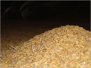 Parboiled Laghu Rice