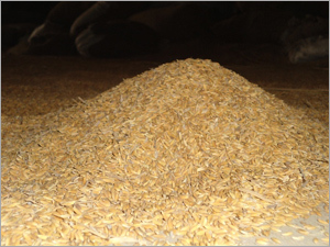 Rice (1010)