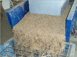 Rice (Mtu 1010 )
