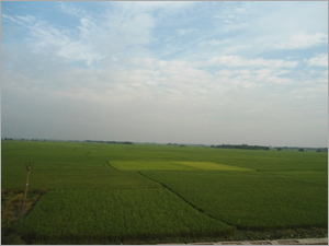 Rice (IR 36)