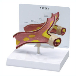 Heart artery models