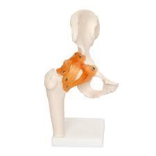 Hip Joint Model