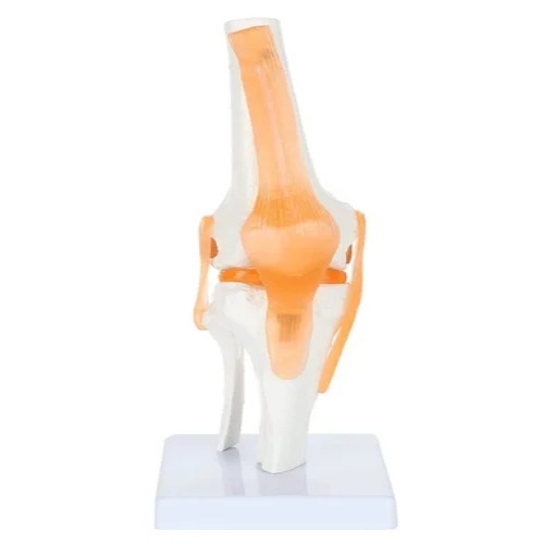 Knee Joint Model