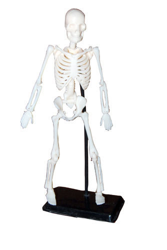 Mini Educational Skeleton Model